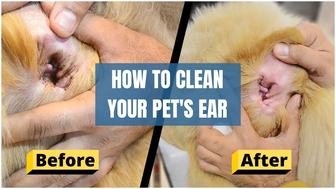 Dog Ear Cleaning at Home | Pupkitt Pet Care