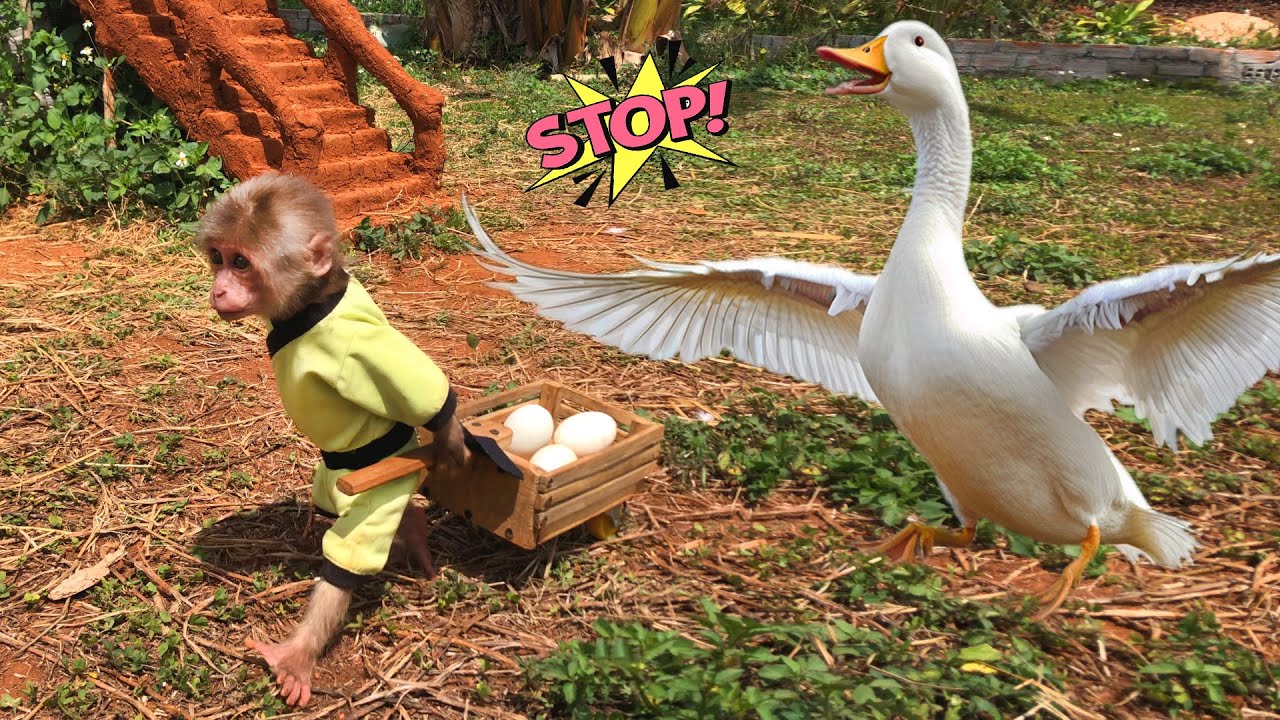 Super funny and cute! Mother duck cries non stop when monkey Bon steals her eggs