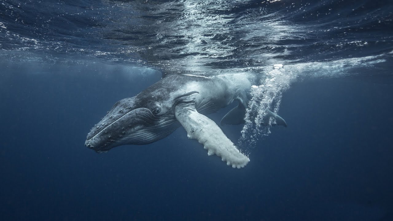 Relaxing Nature Ambience Meditation Whale Sounds 2 Hour Long 4K