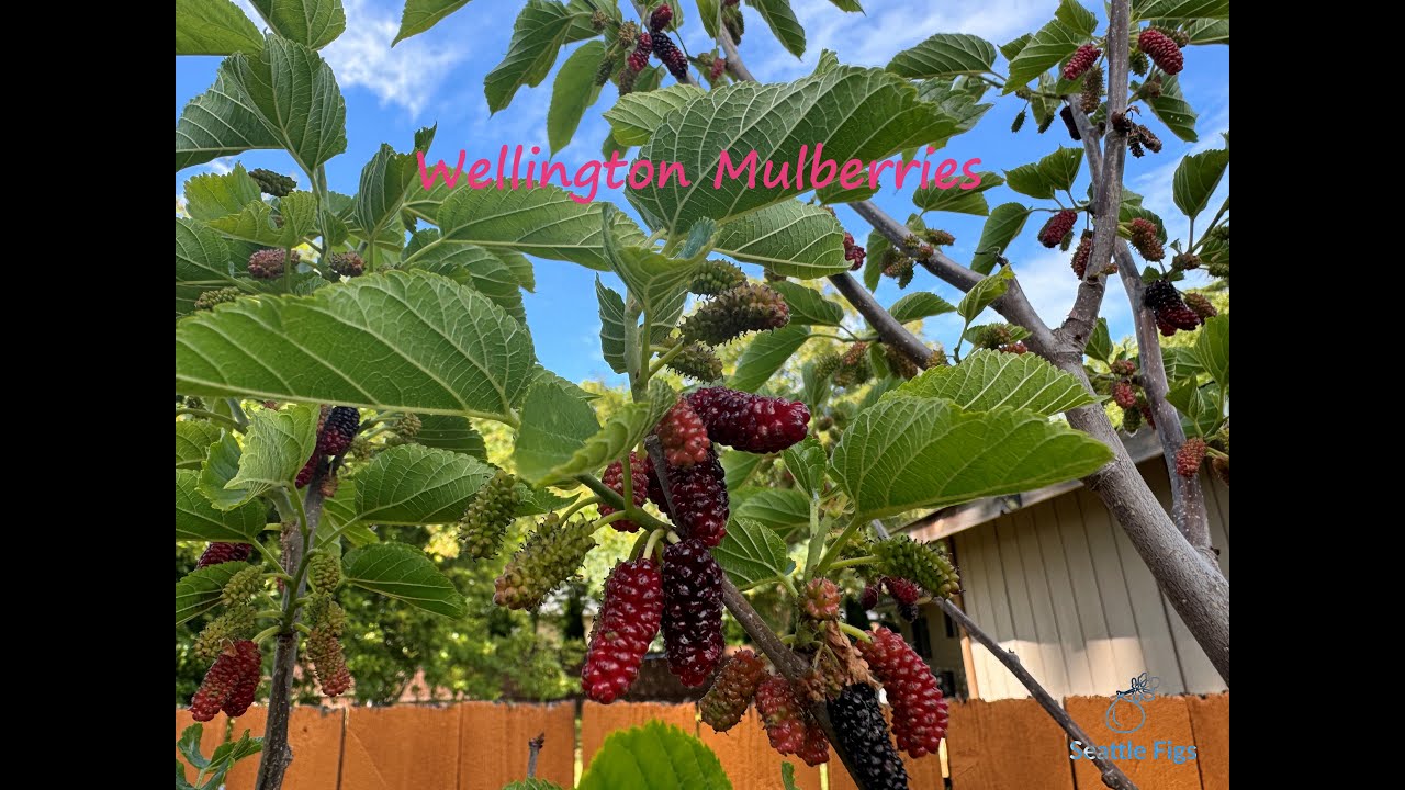 Wellington, Illinois Everbearing, Oscar Mulberries comparison
