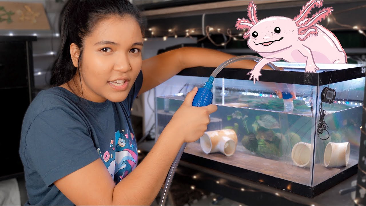 Глубокая очистка аквариума с аксолотлями вместе со мной! | обновления Axolotl