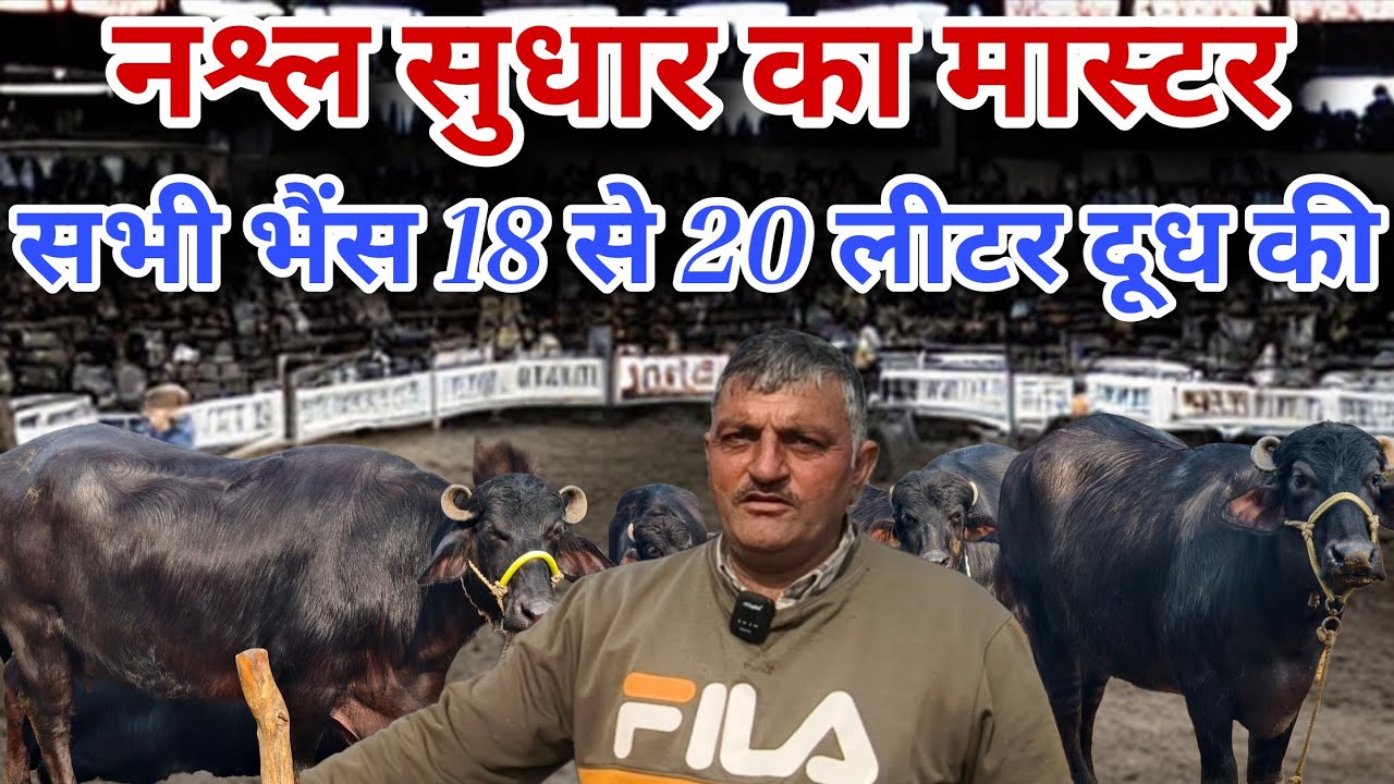 नश्ल सुधार पर जबरदस्त काम किया है सुरेन्द्र ने, सभी भैंस 18 से 20 लीटर दूध की। करोड़ों का मालिक है।