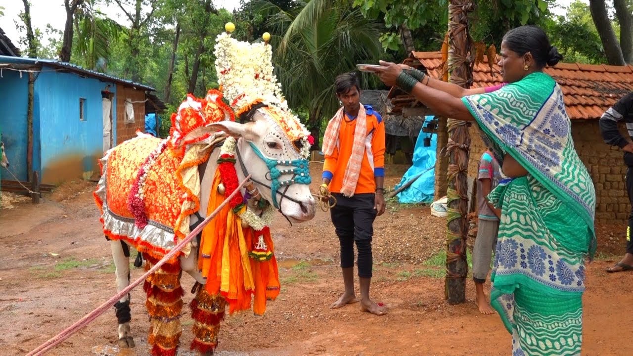 White Hallikar Bull decoration, Action bull Akkialur Veera kesari, Bail pola, hori habba Jallikattu
