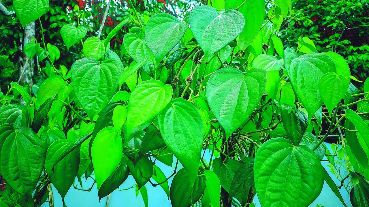Betel Leaf Harvest – How Betel Leaves Are Harvested – Betel Leaf Cultivation