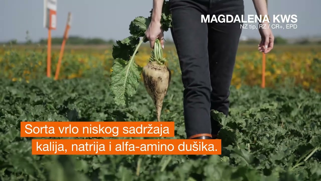 MAGDALENA KWS - sorta šećerne repe