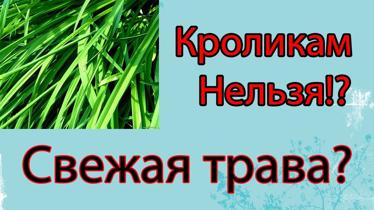 Сочные корма кроликам! Свежая трава или вяленая?