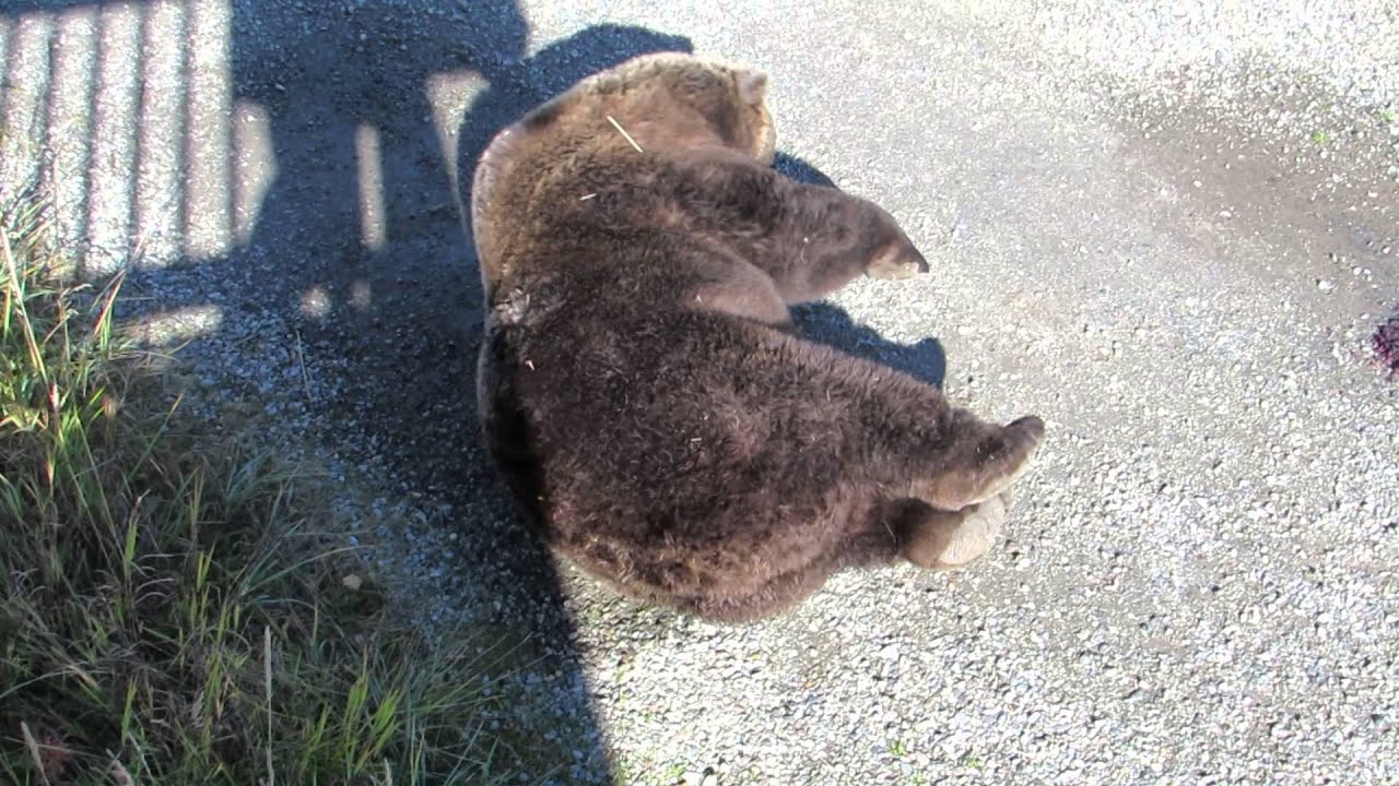 Katmai Bear 410 rolls around on ground