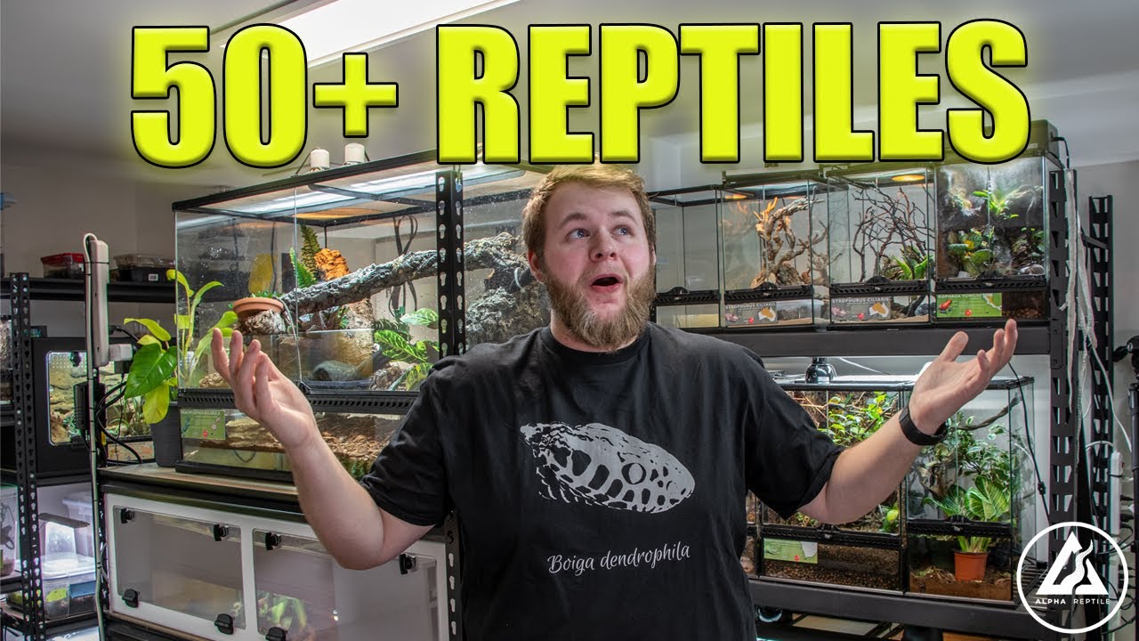 REPTILE ROOM TOUR MARCH 2021!! (50+ REPTILES)