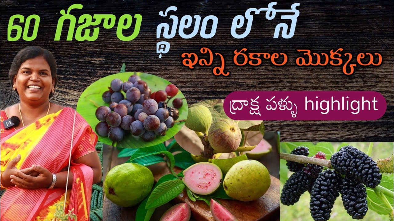 60 గజాల స్థలం, అతి తక్కువ ఖర్చులో ఇన్ని మొక్కలు Sampoorna's terrace garden