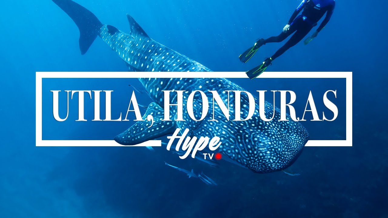 Utila (Honduras) con Captain Morgan | Dive Hype