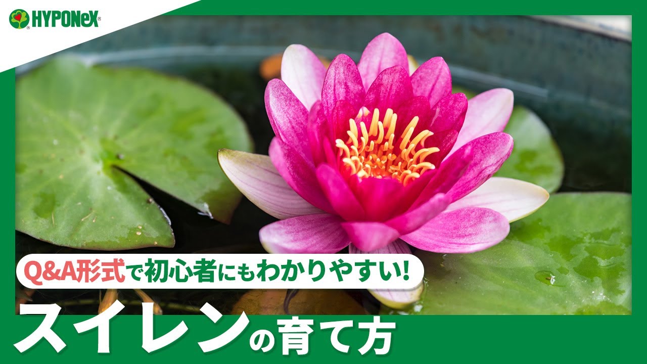 ☘96：スイレンの育て方｜実は簡単？苗の選び方、植えつけ方法、日々の管理や注意点などご紹介【PlantiaQ&A】植物の情報、育て方をQ&A形式でご紹介
