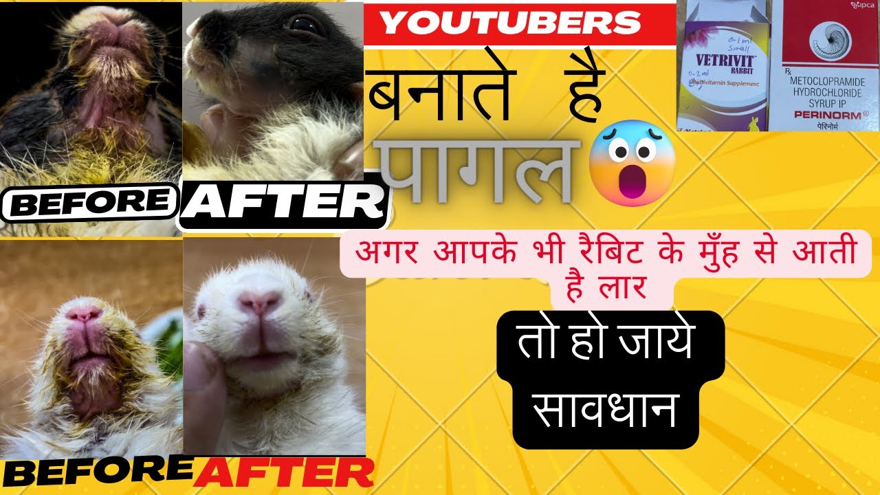How To You Treat A Rabbit’s Mouth Infection| Mouth Diseases In Rabbit ख़रगोश के मुँह से लार का इलाज