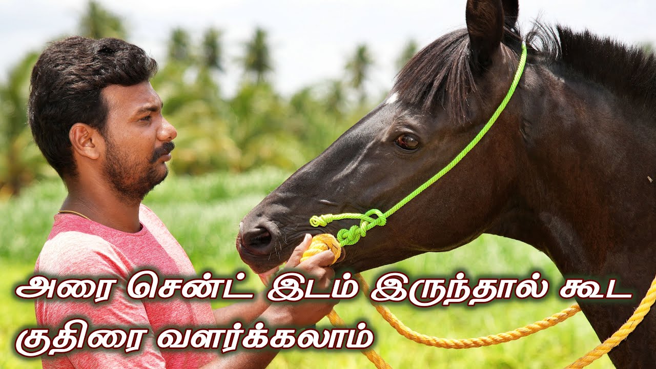 குதிரை வளர்ப்பில் உள்ள நுட்பங்களும் வளர்ப்பு முறையும்