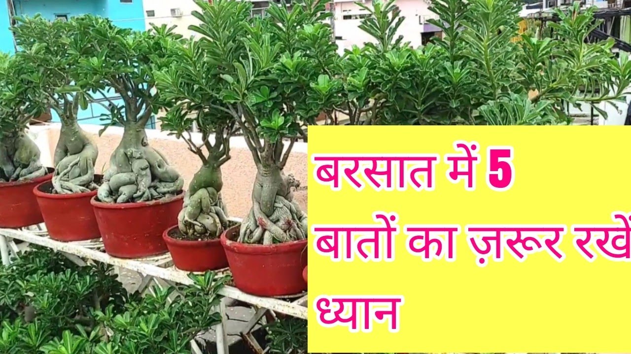 Care of adenium plant or desert Rose in monsoon season