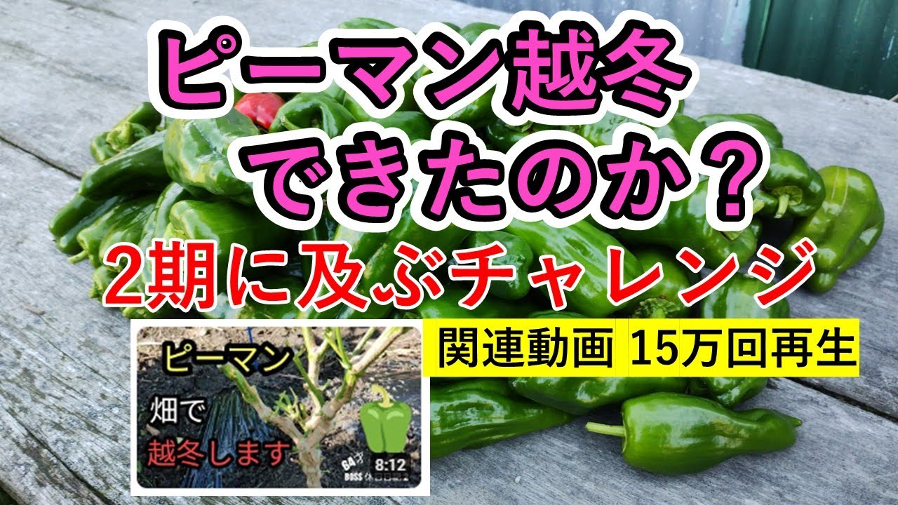 ピーマン越冬できたのか？　15万回再生動画【報告】
