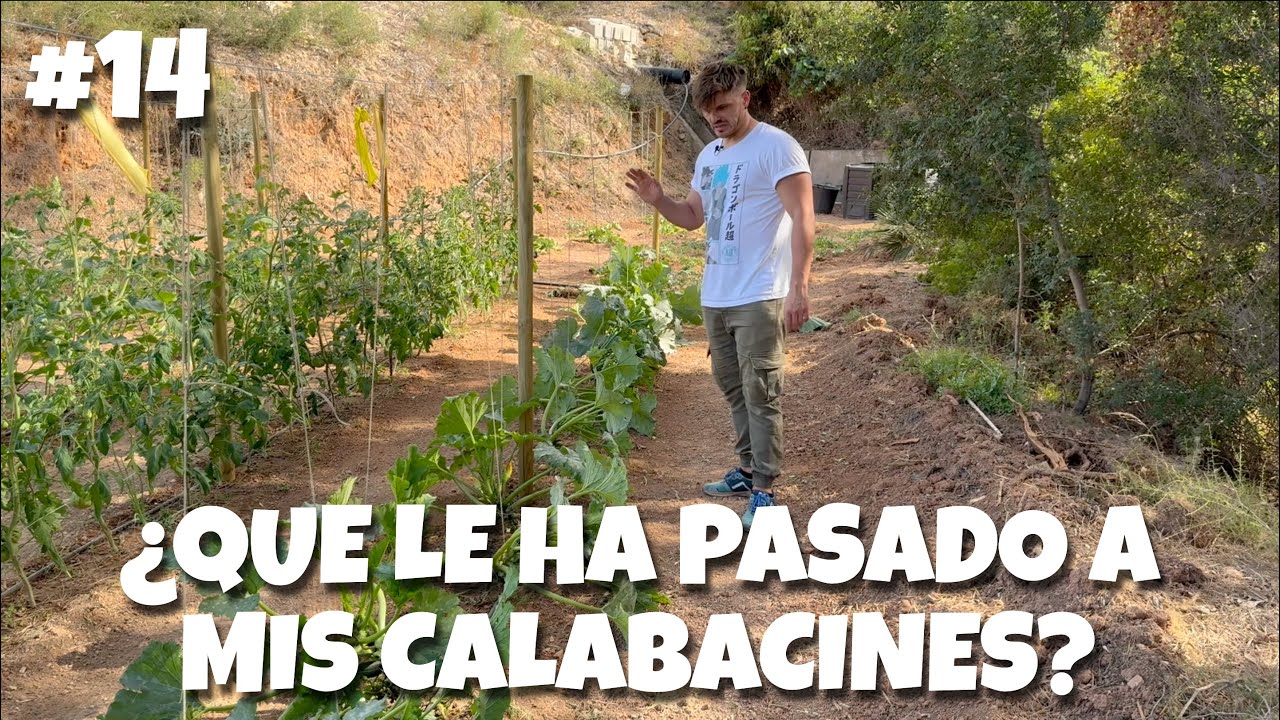 ¿Que le ha pasado a mis calabacines? #14 | #huerto #problemsolved