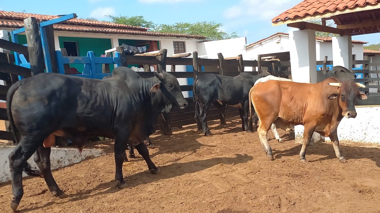 FUI CONHECER A FAZENDA SONHO REALIZADO EM CATURITE-PB 