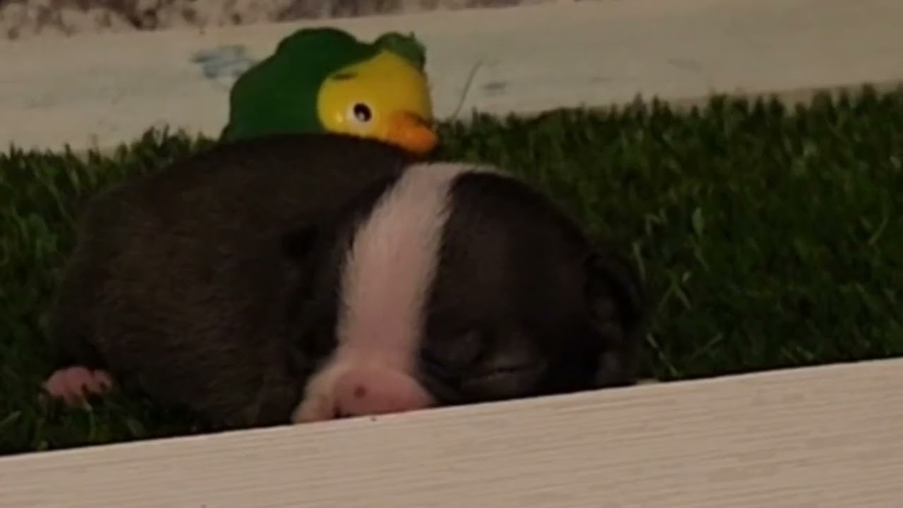 MALE BOSTON TERRIER PUPPY BORN JANUARY 1ST 2026 