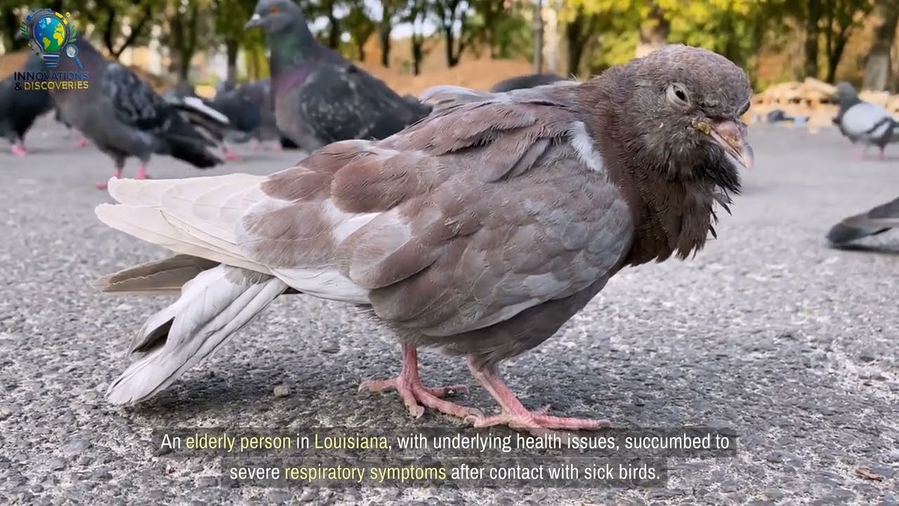 First U.S. Bird Flu Death in Louisiana  is a Serious Concern