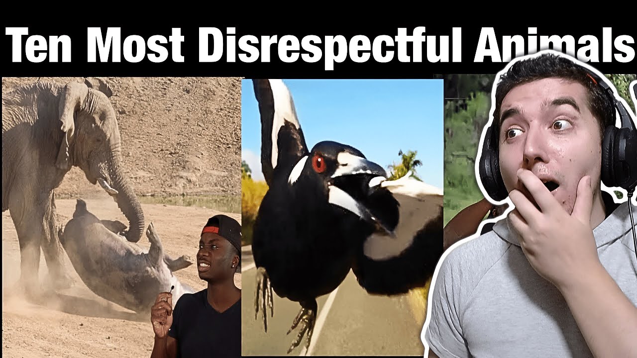 Top 10 Animals with Black Air Force Energy Reaction