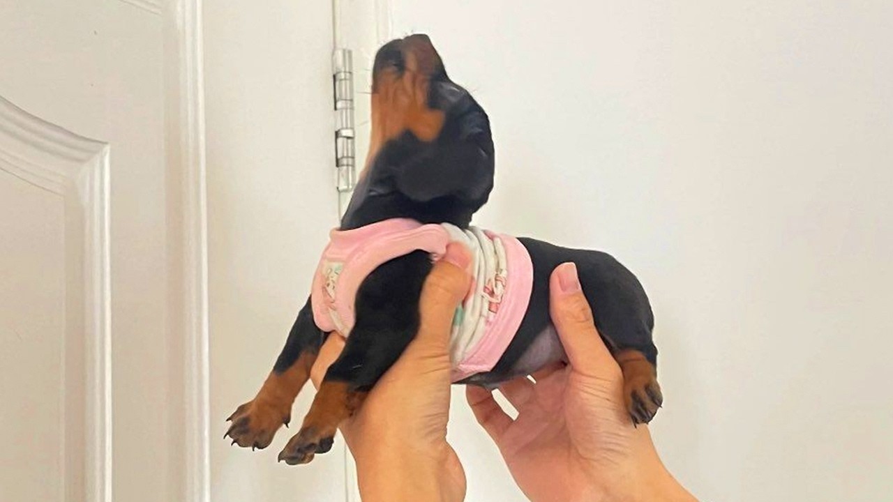 Funniest PUPPIES Being DRAMATIC Ever Caught on Camera 🐾