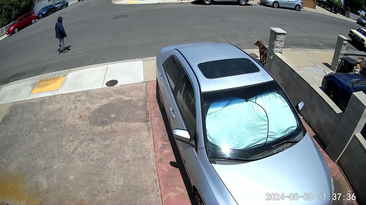May 30, 2024 brown dog on the loose person trespasser crossing street front yard