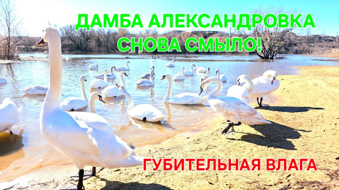 Прорыв дамбы Александровка. Дорога на Доманевку. Снова смыло дорогу. Лебеди. Вознесенск. #зоотроп