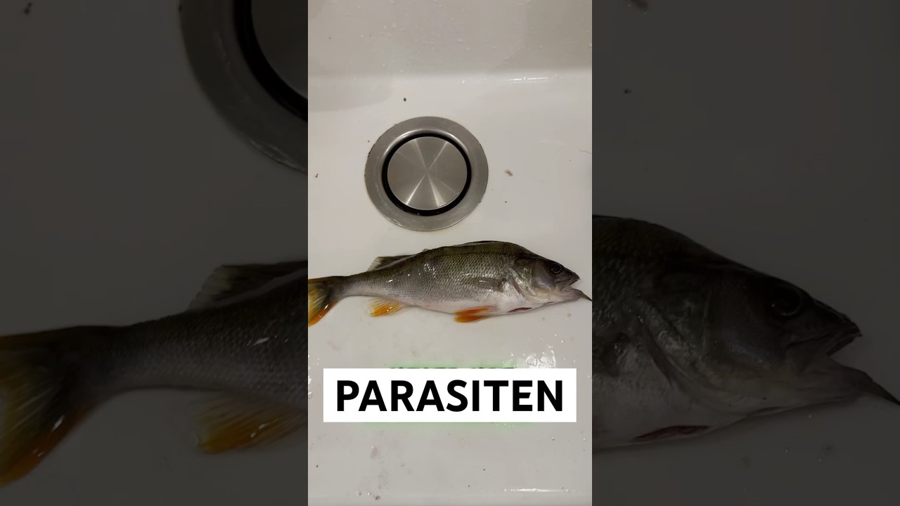 W&Uuml;RMER im Barschfilet | Das erste Mal Nematoden gefunden! #angeln #fishing #barsch #parasiten