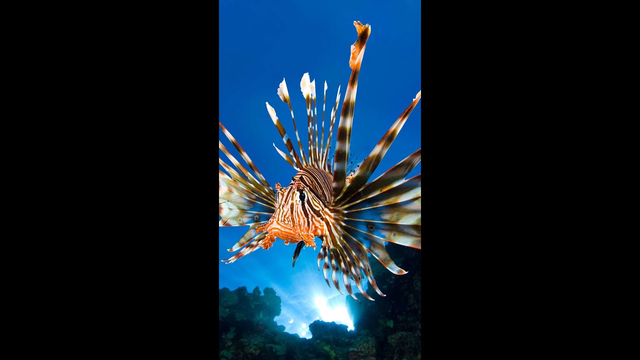 Lionfish | Beautiful But Deadly #shorts