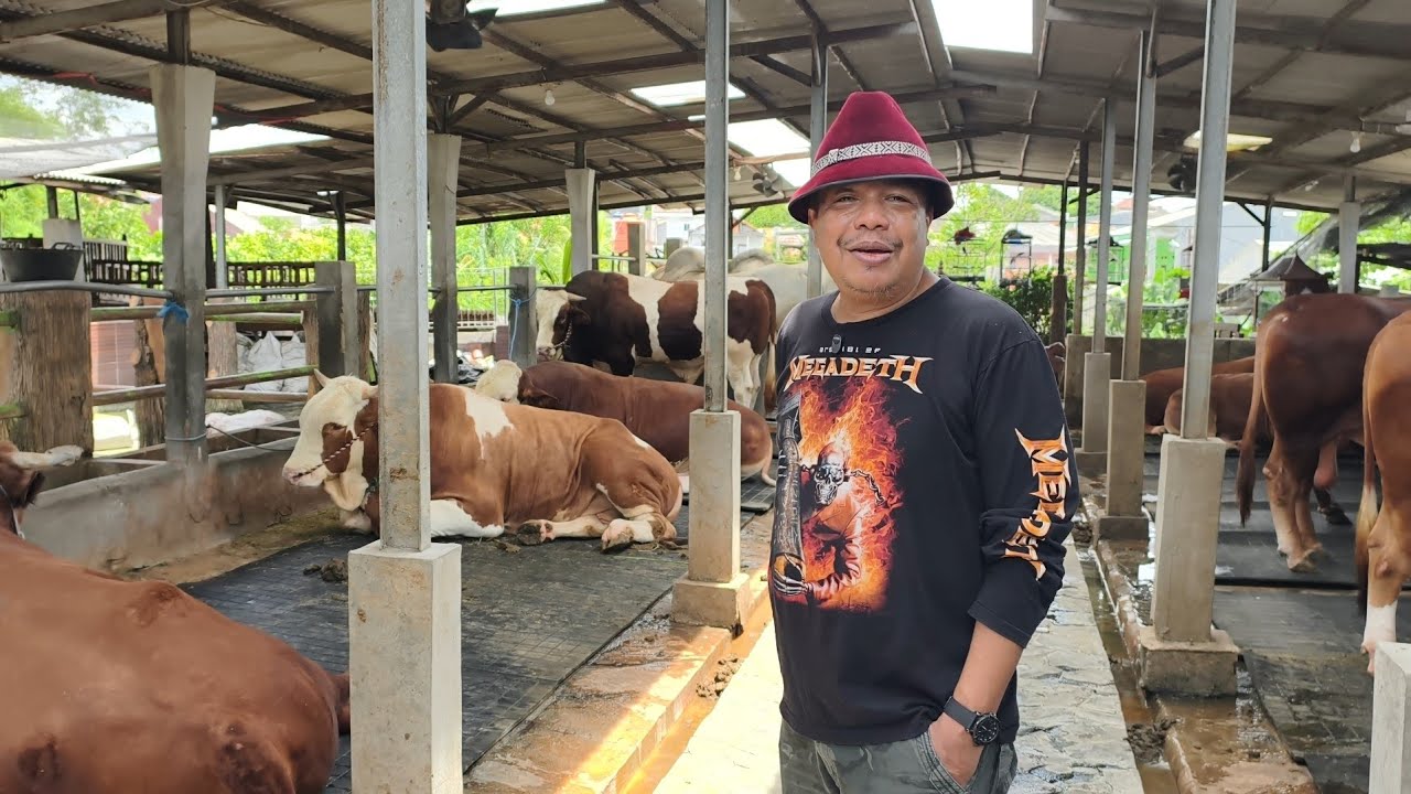 Absen Sapi Monster 1 Ton Up Berkah Mandiri Farm Jakarta, Sapi Qurban Jumbo Termurah Ready 6 Ekor🔥