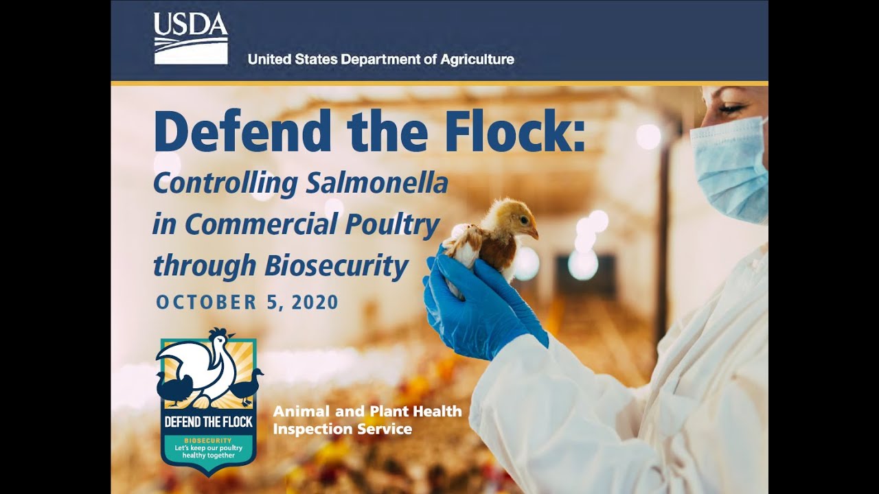 Controlling Salmonella in Commercial Poultry through Biosecurity