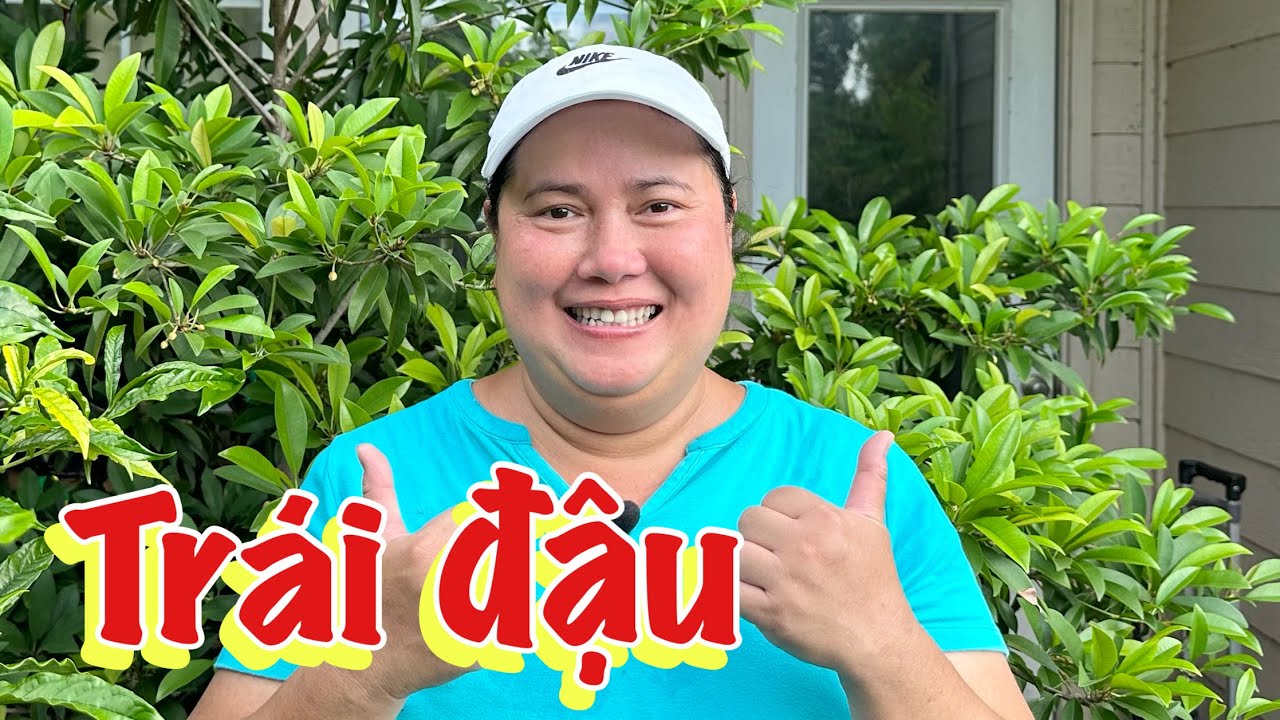 Cách bón phân cho cây sa pô chê đậu trái và cách trồng cây con không bị chết