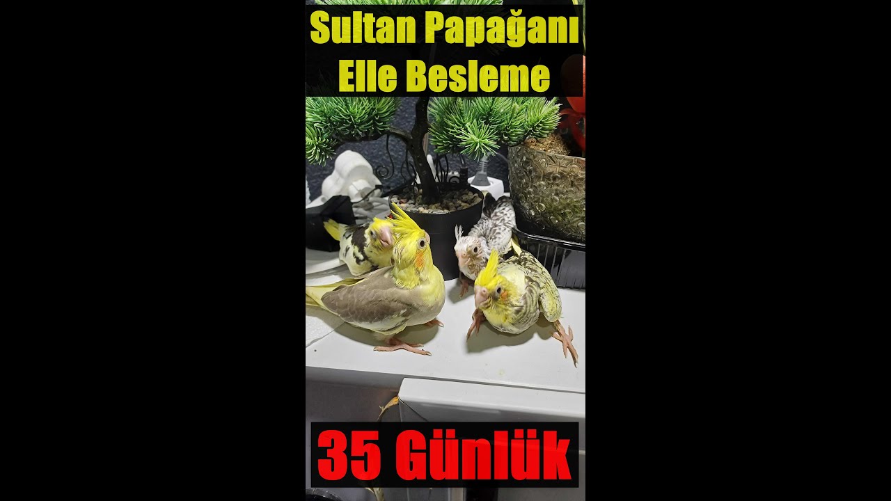 35 GÜNLÜK SULTAN PAPAĞANI SABAH KAHVALTISI PART 1