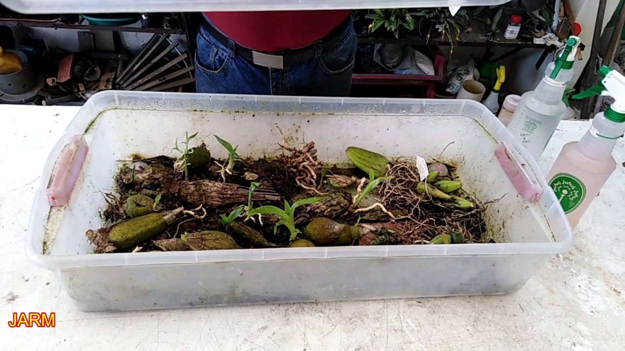 Cómo aumentar nuestra colección de orquídeas a partir de seudobulbos desechados