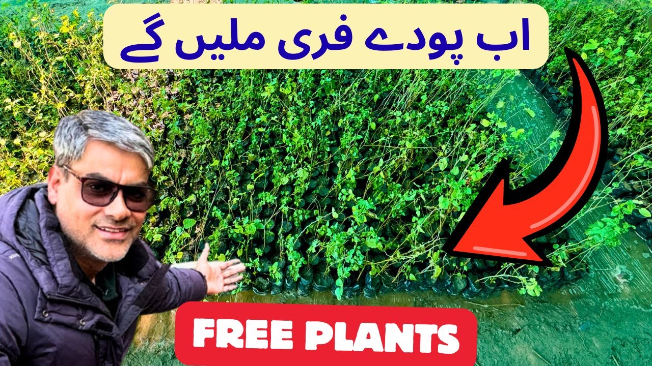 250,000 Plants Per Year  | Esa Khel Mianwali Nursery Inauguration | Saving Pakistan’s Future l P 3
