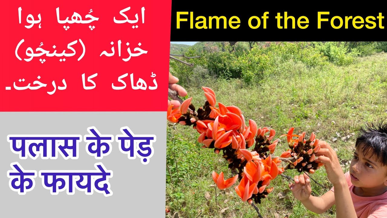 Chichra|Dhak|Palash|Kesu | Butea Monosperma Tree health benefits in Urdu and Hindi by Atif Hussain