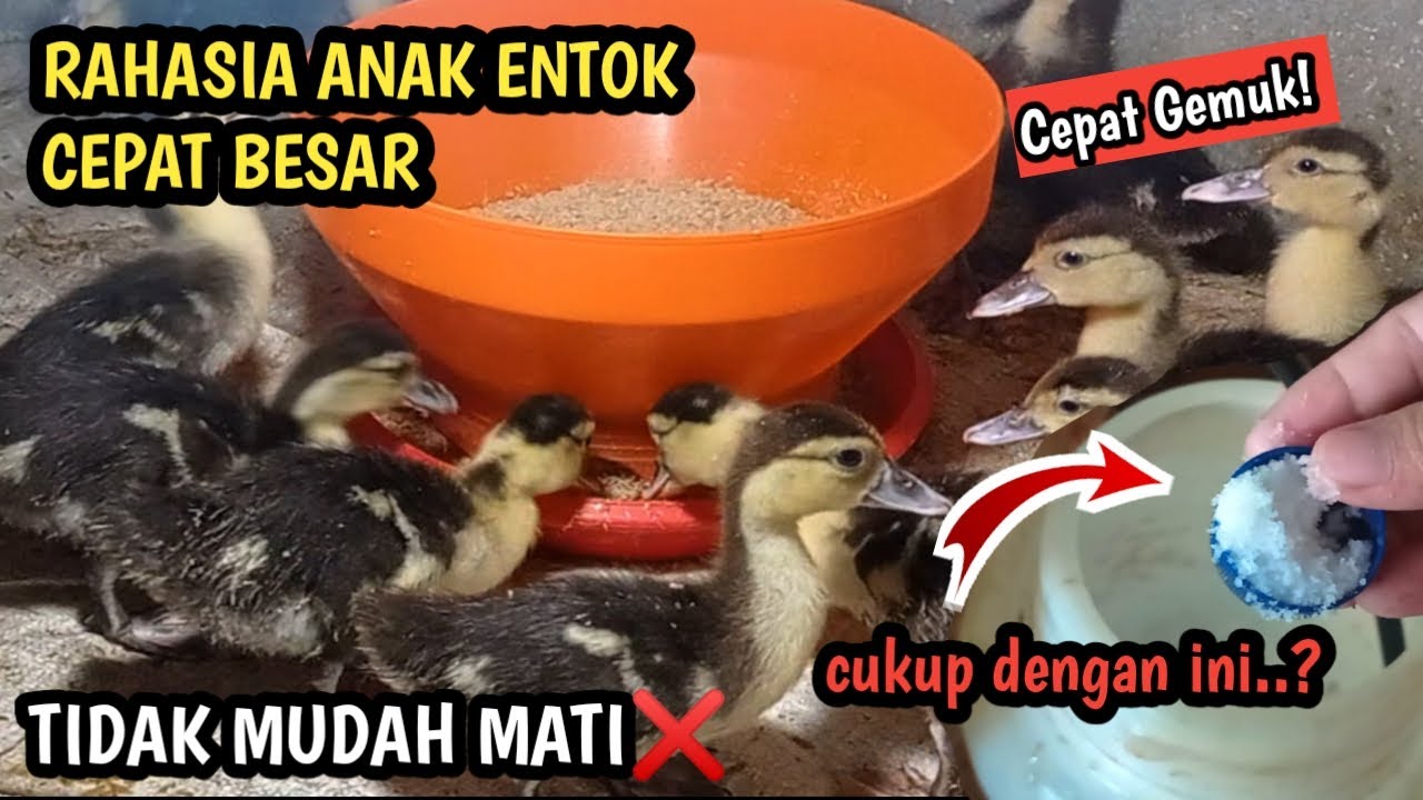 Cara MERAWAT Anakan Entok yang Baik dan Benar Agar Cepat Tumbuh Besar