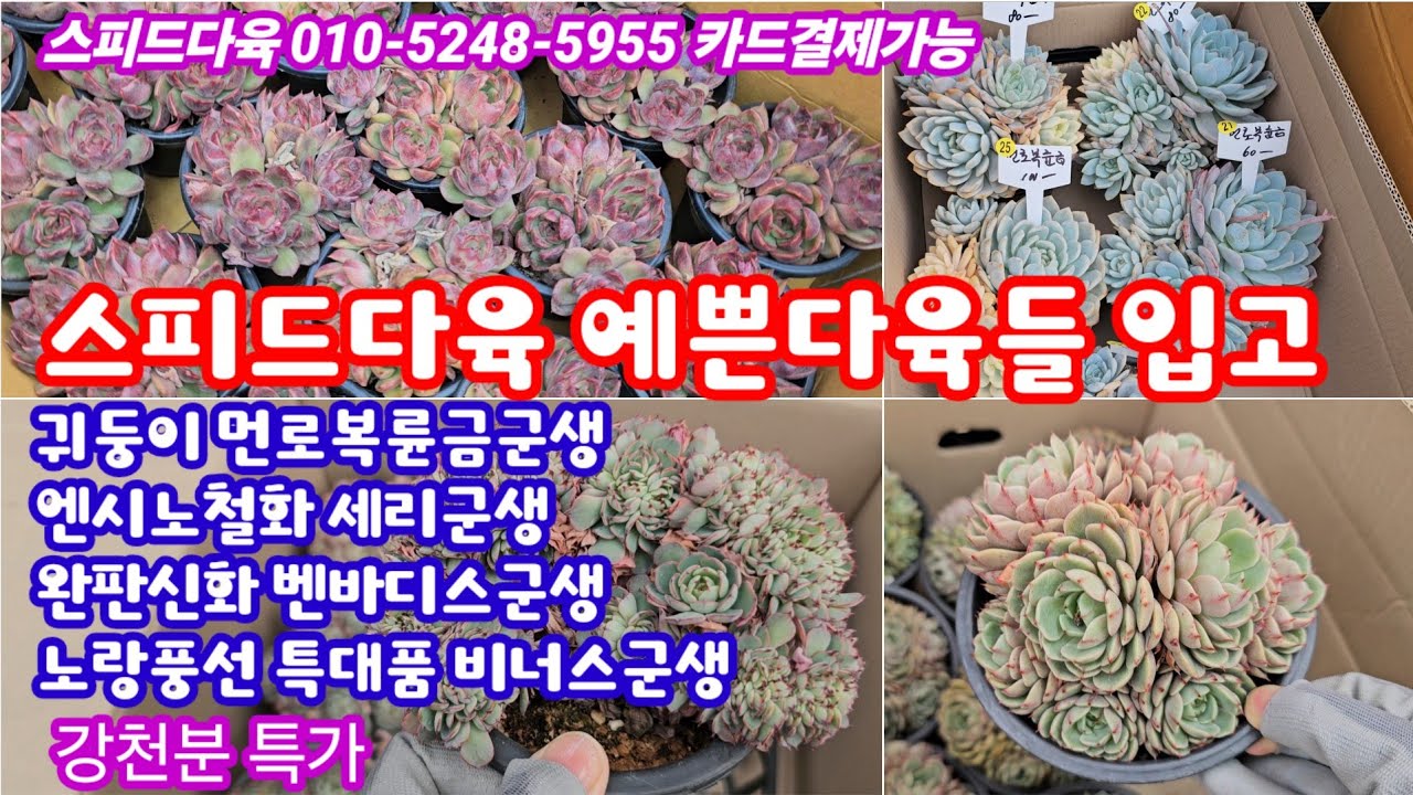 26.2.18🌹먼로복륜금군생 엔시노철화 세리군생 노랑풍선군생 비너스군생 온슬로우철화 벤바디스군생🌹 #스피드다육 010-5248-5955 전국택배가능 유료광고포함 #다육판매영상 