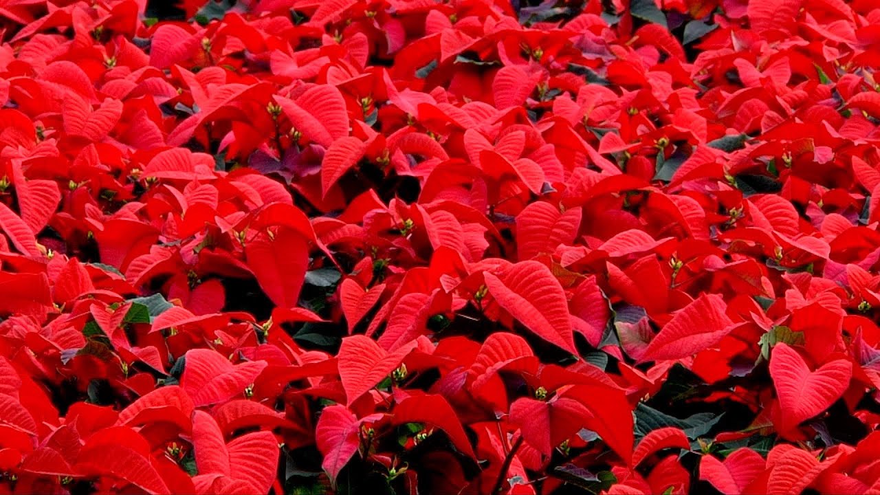 Poinsettia Production