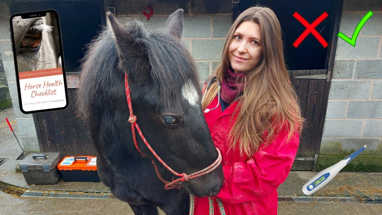 How to do a Routine Horse Health Check: The Ultimate Guide for Horse Owners