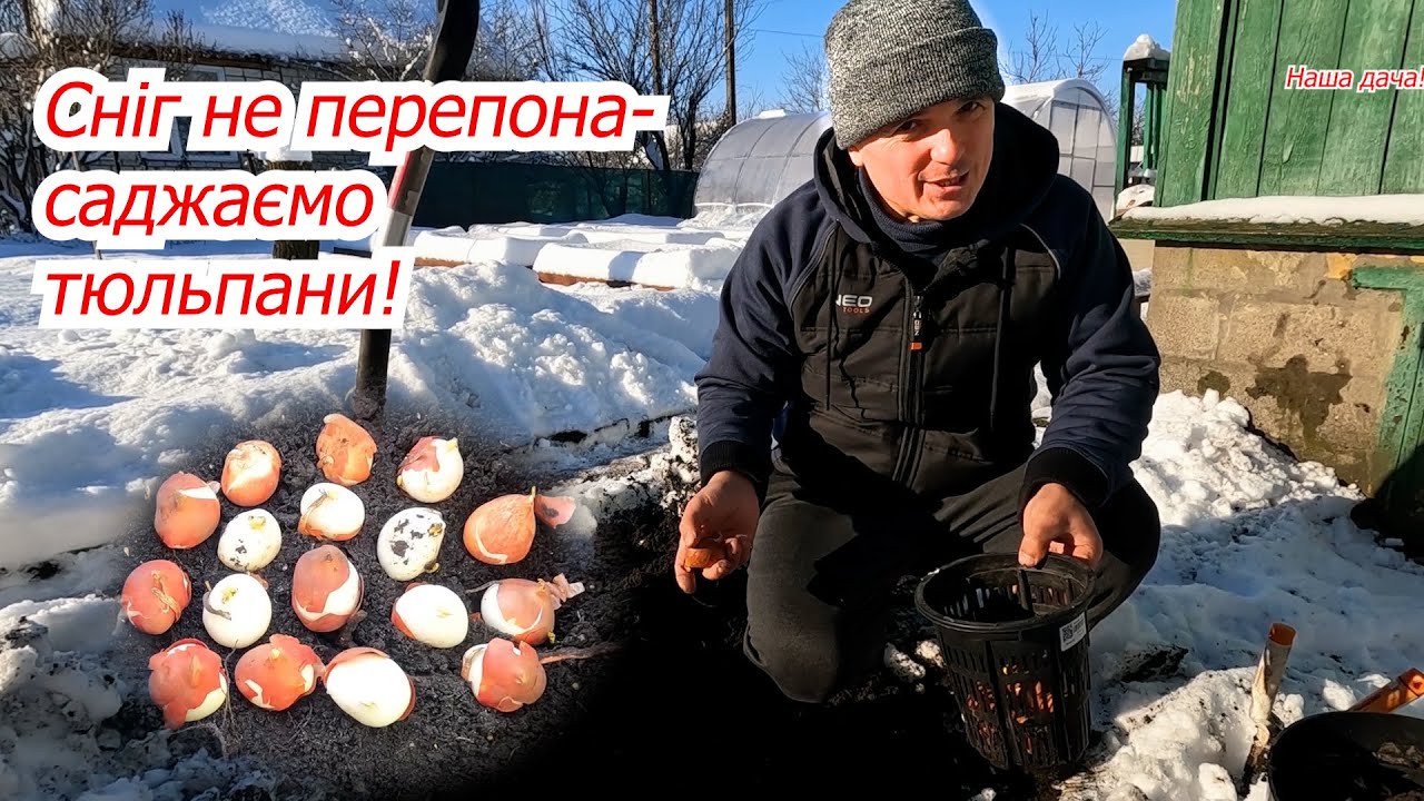 Саджаємо тюльпани взимку по снігу! Як отримати красивий квітник навесні.