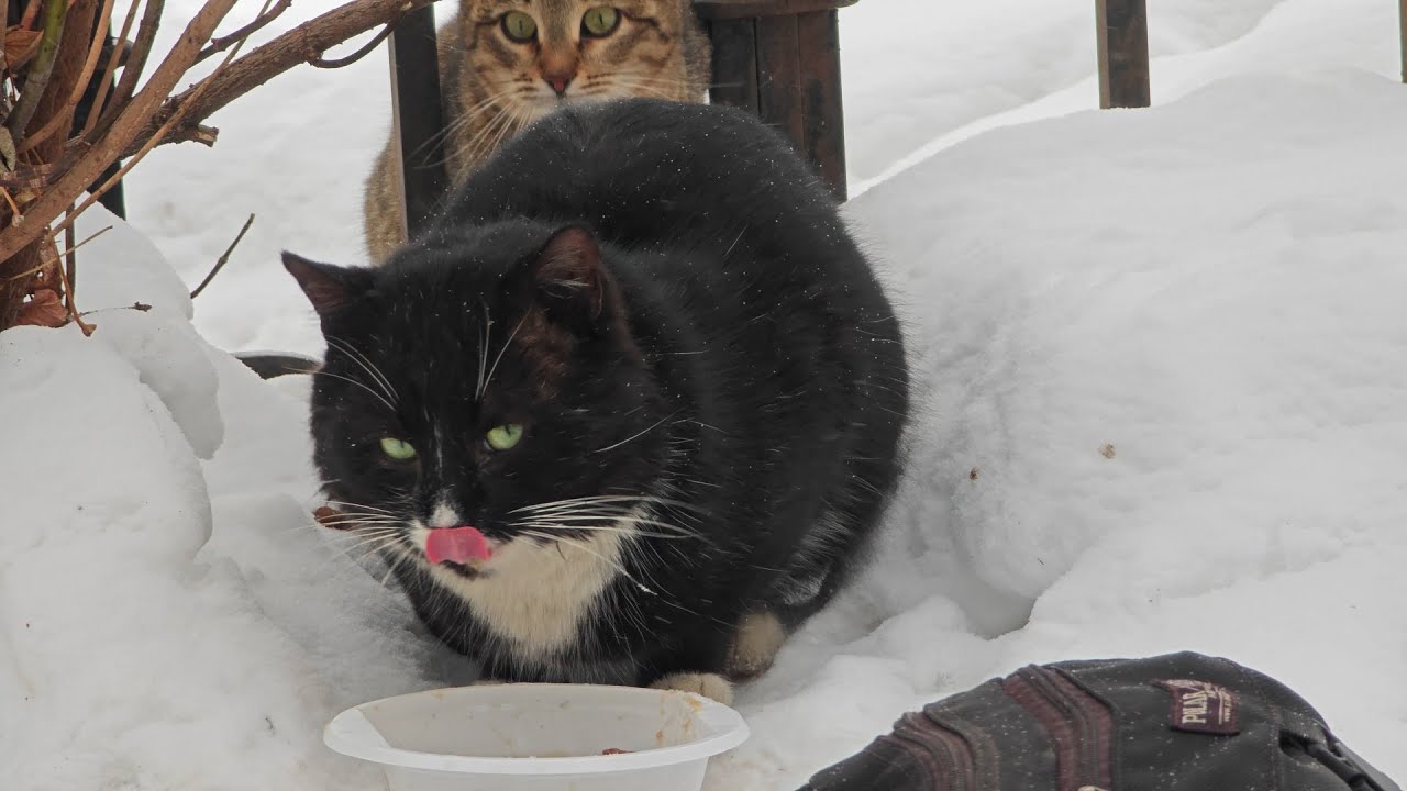 Это как это - она ест, а я - нет?) 🤔😹 How's that she eats n I don't?)