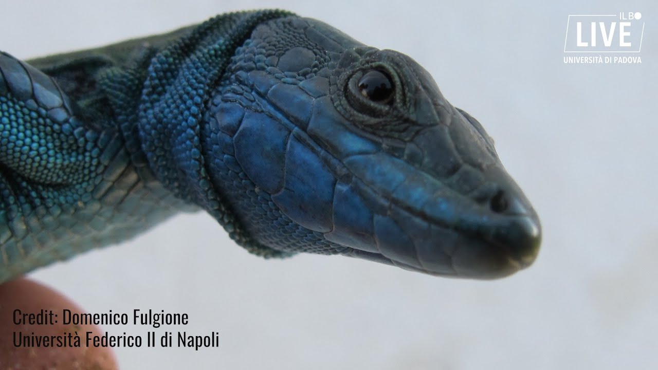 La lucertola azzurra di Capri, una sottospecie da ammirare e tutelare