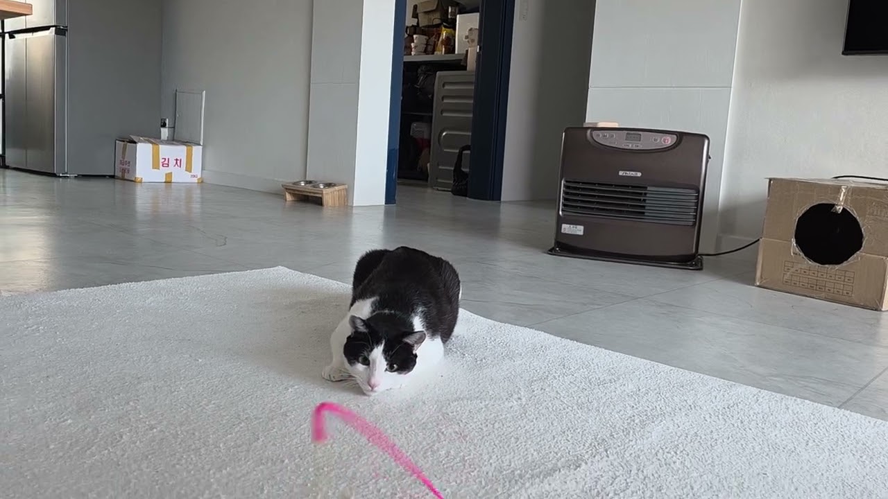고양이 사냥 놀이 이게 맞는거야 ~~?!