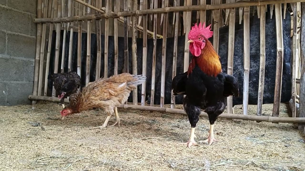 the daily life of my backyard chickens 🐔 day14