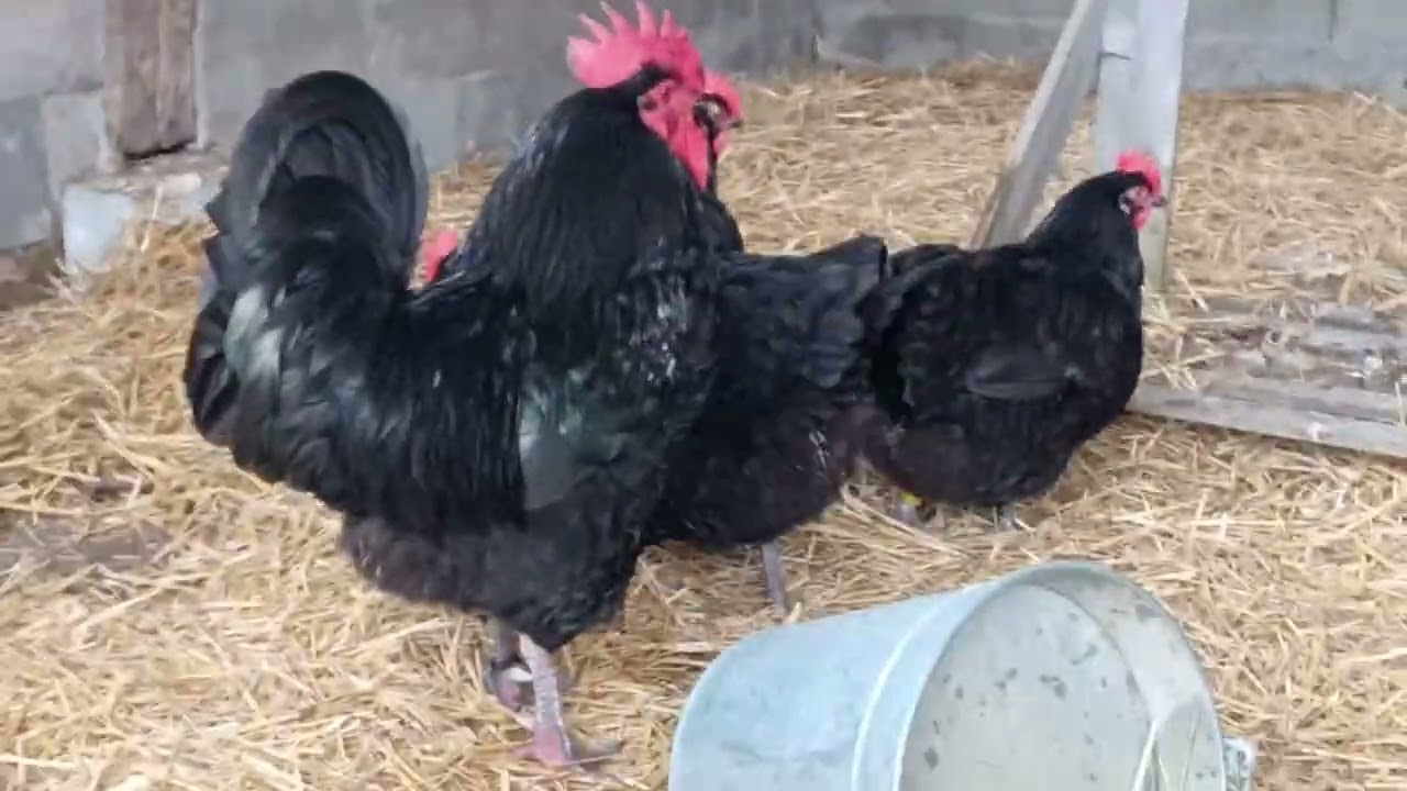 Présentation de la poule du Berry !!