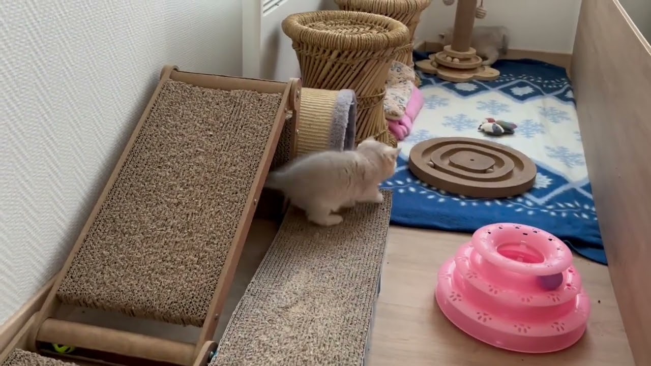 Funny Kittens | Cute and Playful Moments 🐾 🥰❤️‍🔥❤️