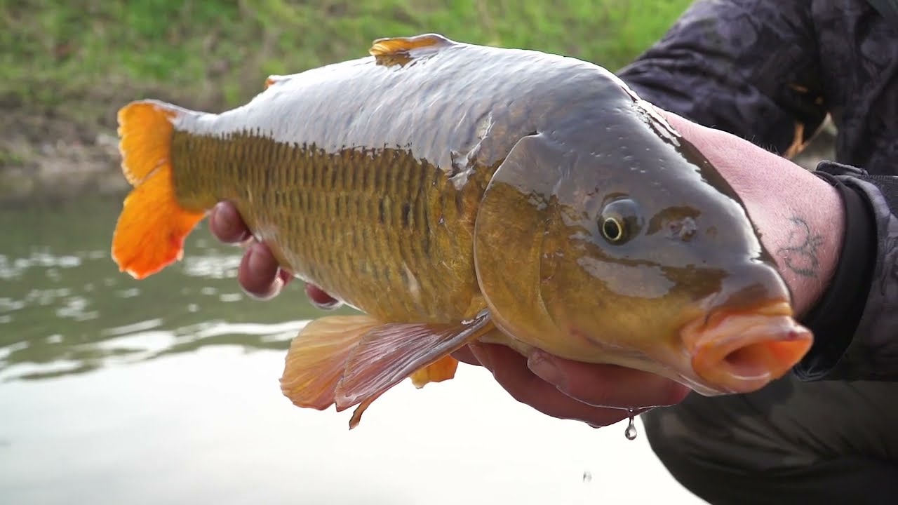 Le risorgive dell'alta pianura - pesca a mosca della carpa