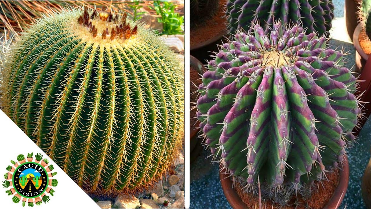 20 TIPOS DE CACTUS ECHINOCACTUS
