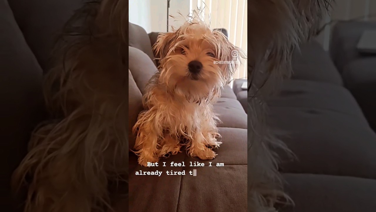 Who can relate with Cookie 💤🥱 #sleepypuppy #tired #snoozing #puppies #puppyshorts #cutepuppy #love